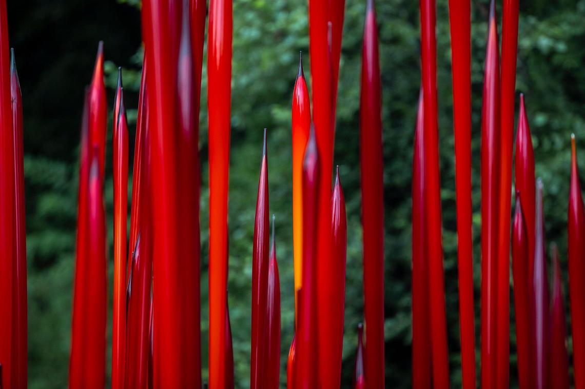 “Red Reeds on Logs” by Dale Chihuly is displayed at Maker’s Mark new Chihuly exhibition at Star Hill Farm, home of Maker’s Mark Distillery, in Loretto, Ky., on Friday, July 18, 2025.