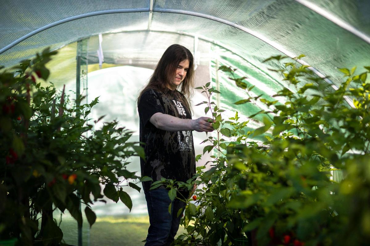 Matt Sigler grows his peppers in a 200-square-foot polytunnel greenhouse in his Lexington backyard.