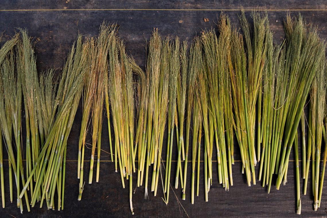 Threshed broomcorn, ready to be dried and then used to create brooms.