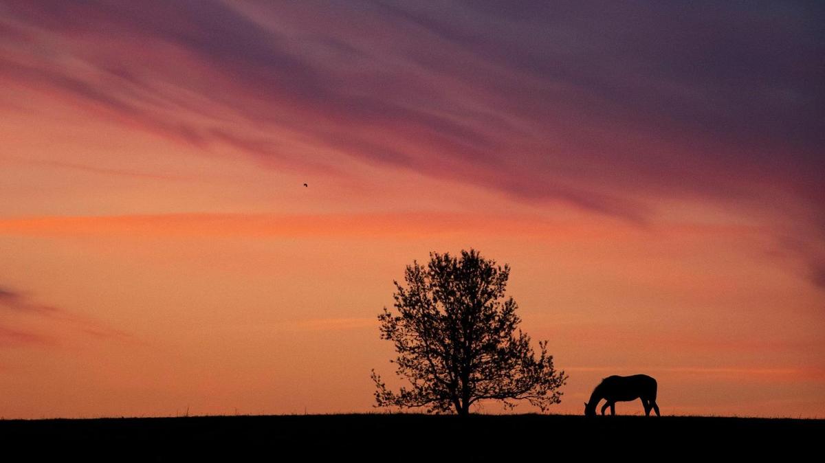 Where 2023’s Kentucky Derby contenders were born and how they made it to Churchill Downs