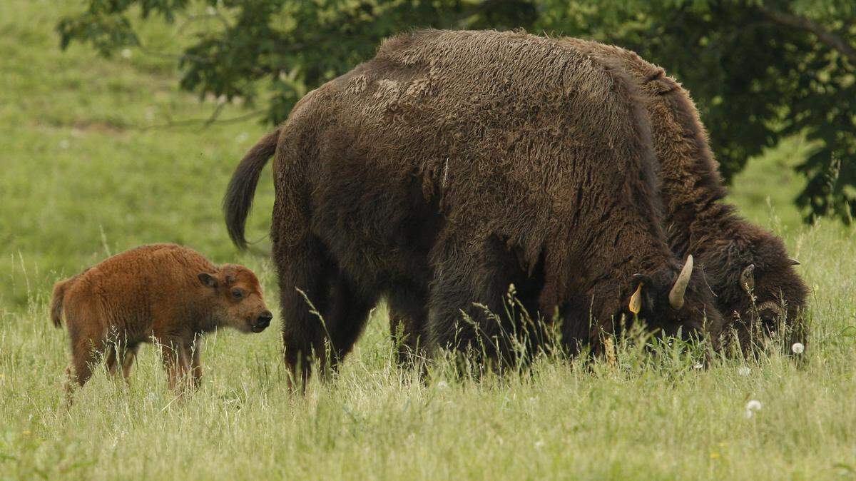 090527BISONpa
			
			
			


