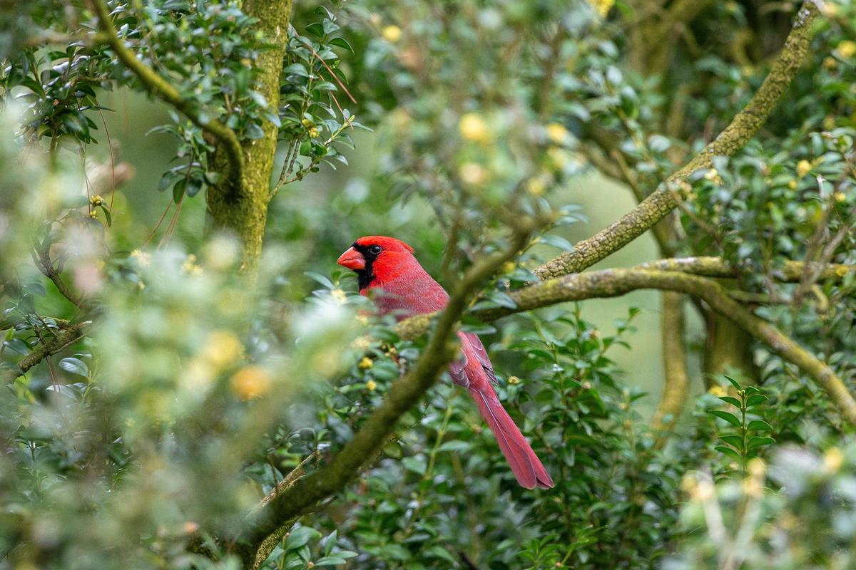 A cardinal perches in a bush in the garden Tuesday at Ashland. The grounds and formal gardens remain open to the public.