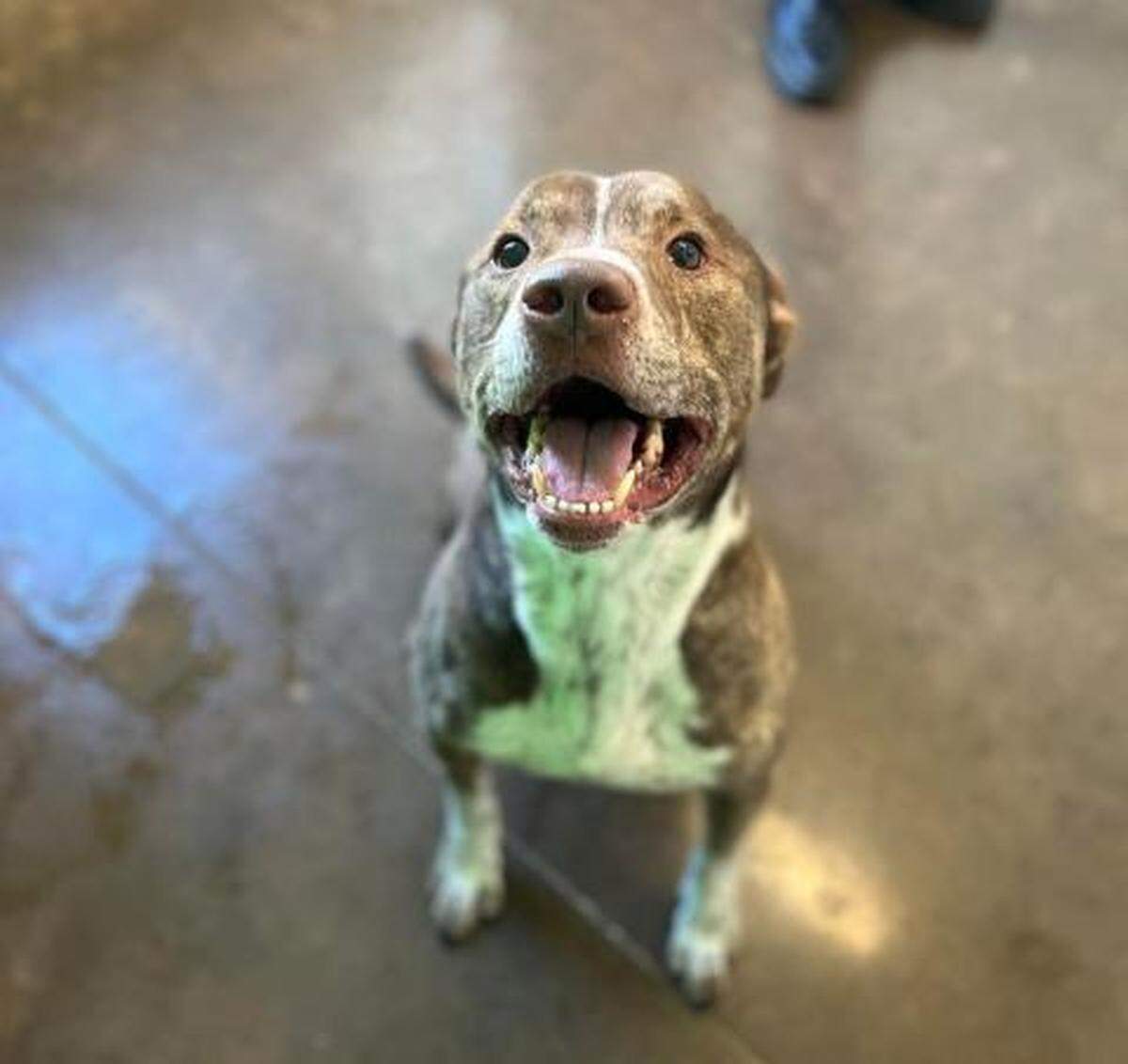 Bass is currently up for adoption from the Lexington Humane Society.