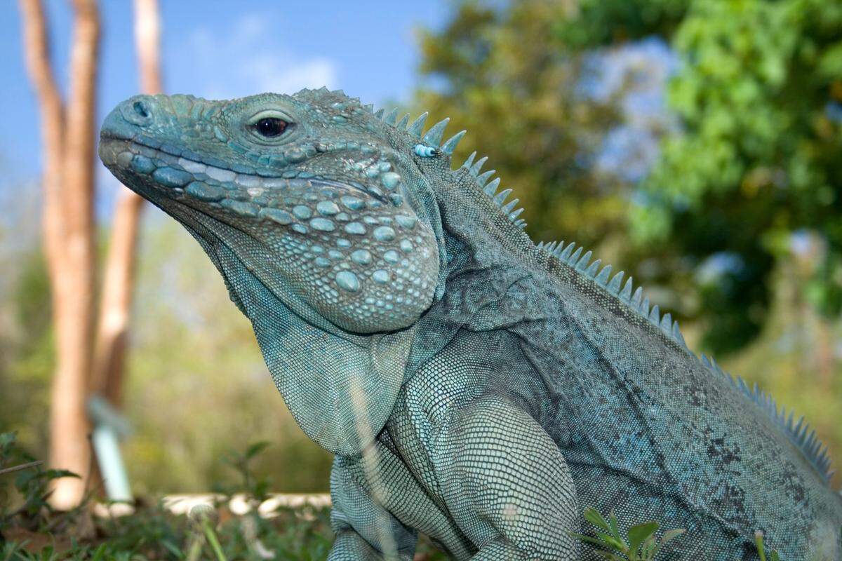 Blue Iguana at the Blue Iguana Habitat