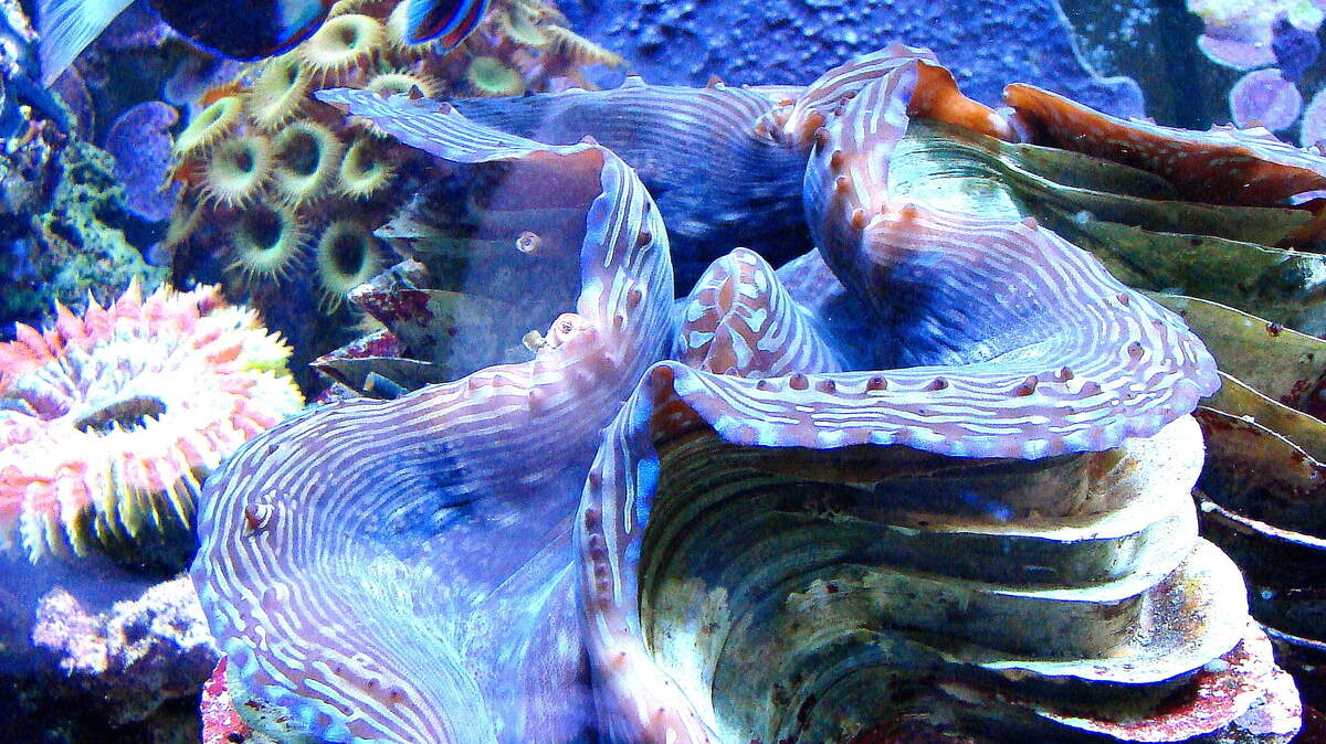 A giant squamosa clam opens and closes when fish, like this harlequin tusk wrasse, brush by it in Mark King's saltwater reef aquarium. The clam has grown from about fist size when King got it years ago.