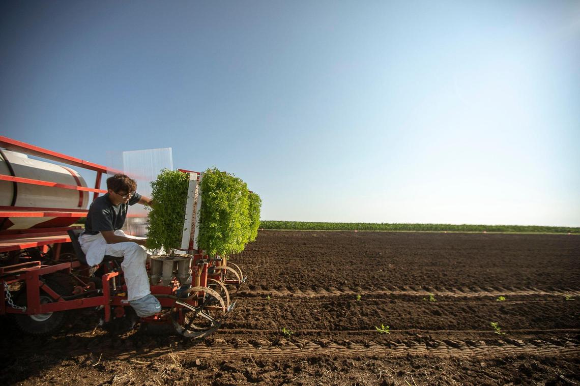 Christopher Bankes, a student researcher, helps plant Artemisia annua seedlings at University of Kentucky’s Spindletop Farm in Lexington, Ky., on Wednesday, July 8, 2020. The University of Kentucky is conducting a clinical trial of Artemisia annua, also known as sweet wormwood, for experimental COVID-19 therapies.