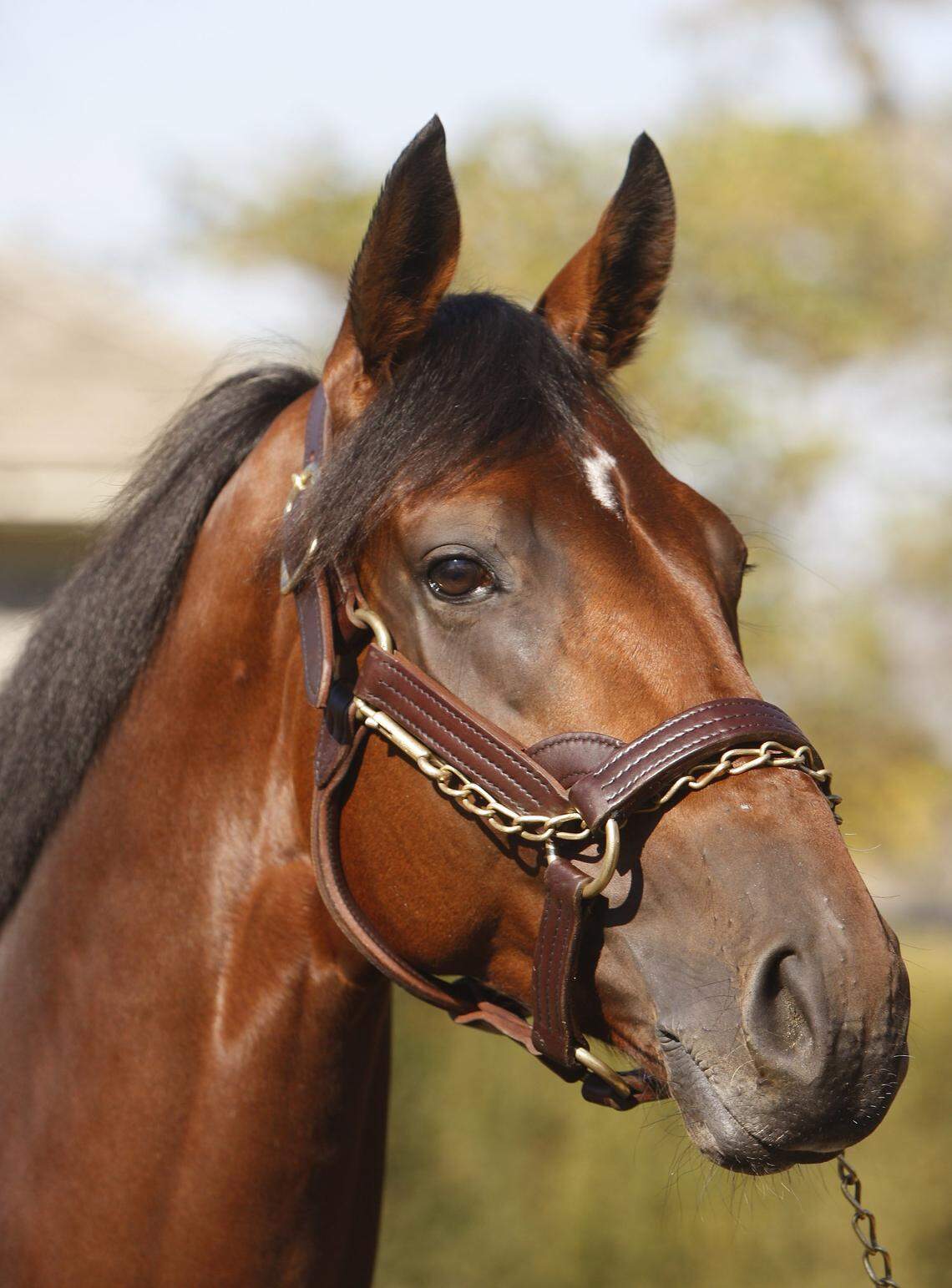 Big Brown posed as he was introduced to prospective breeders at a "Big Brown Bag Lunch" at Three Chimneys Farm on Nov, 5, 2008. Big Brown won the Kentucky Derby and the Preakness.