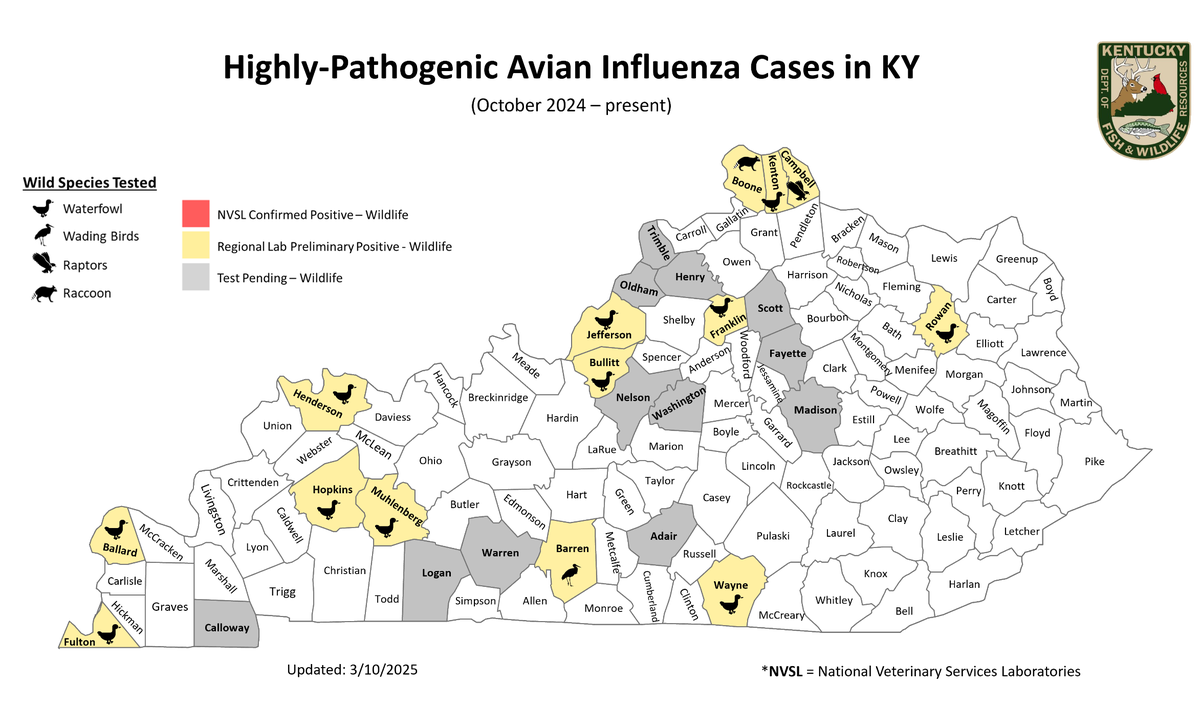 A map displays highly pathogenic avian influenza cases documented in Kentucky counties. As of March 10, 2025, there have been 14 positives, mainly in waterfowl and wading birds. The counties include Fulton, Ballard, Henderson, Hopkins, Muhlenberg, Barren, Jefferson, Bullitt, Boone, Kenton, Campbell, Franklin, Wayne and Rowan Counties