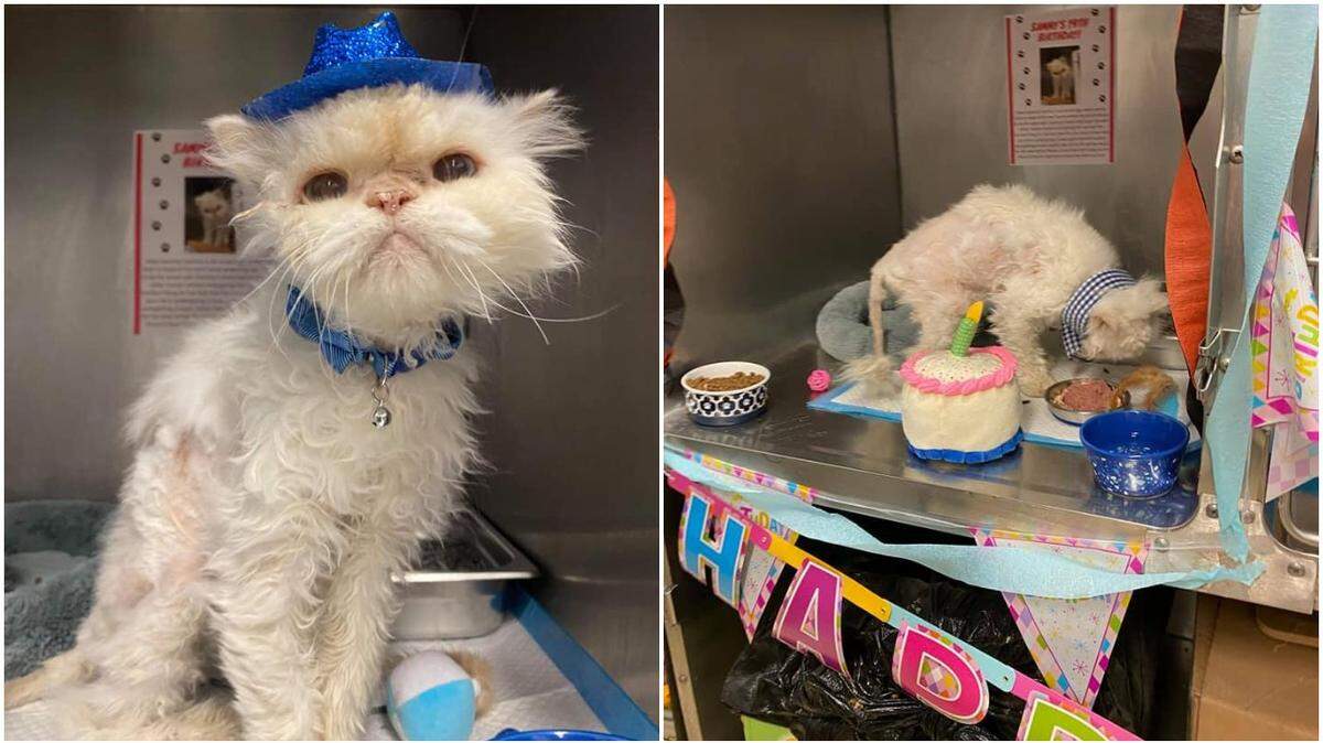A 19-year-old cat was adopted after pictures of the cat’s birthday party went viral.