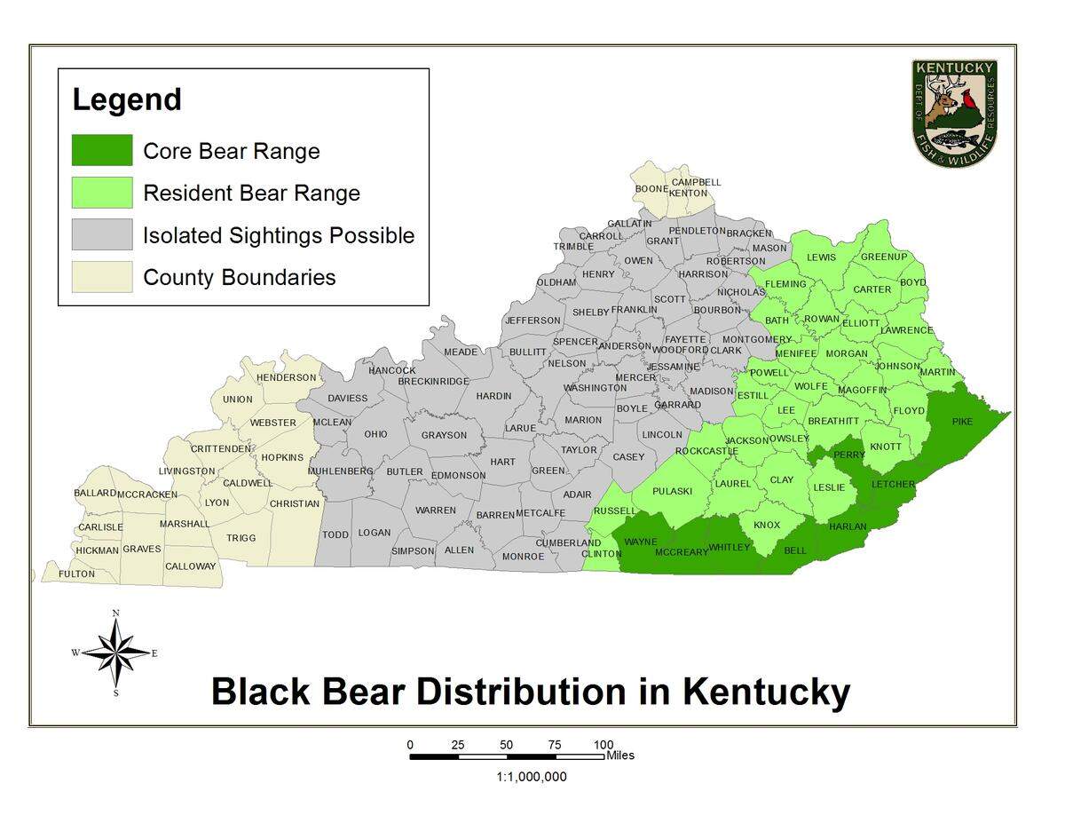 Kentucky’s black bear population, which has grown in recent years, is concentrated in the southeast area of the state.