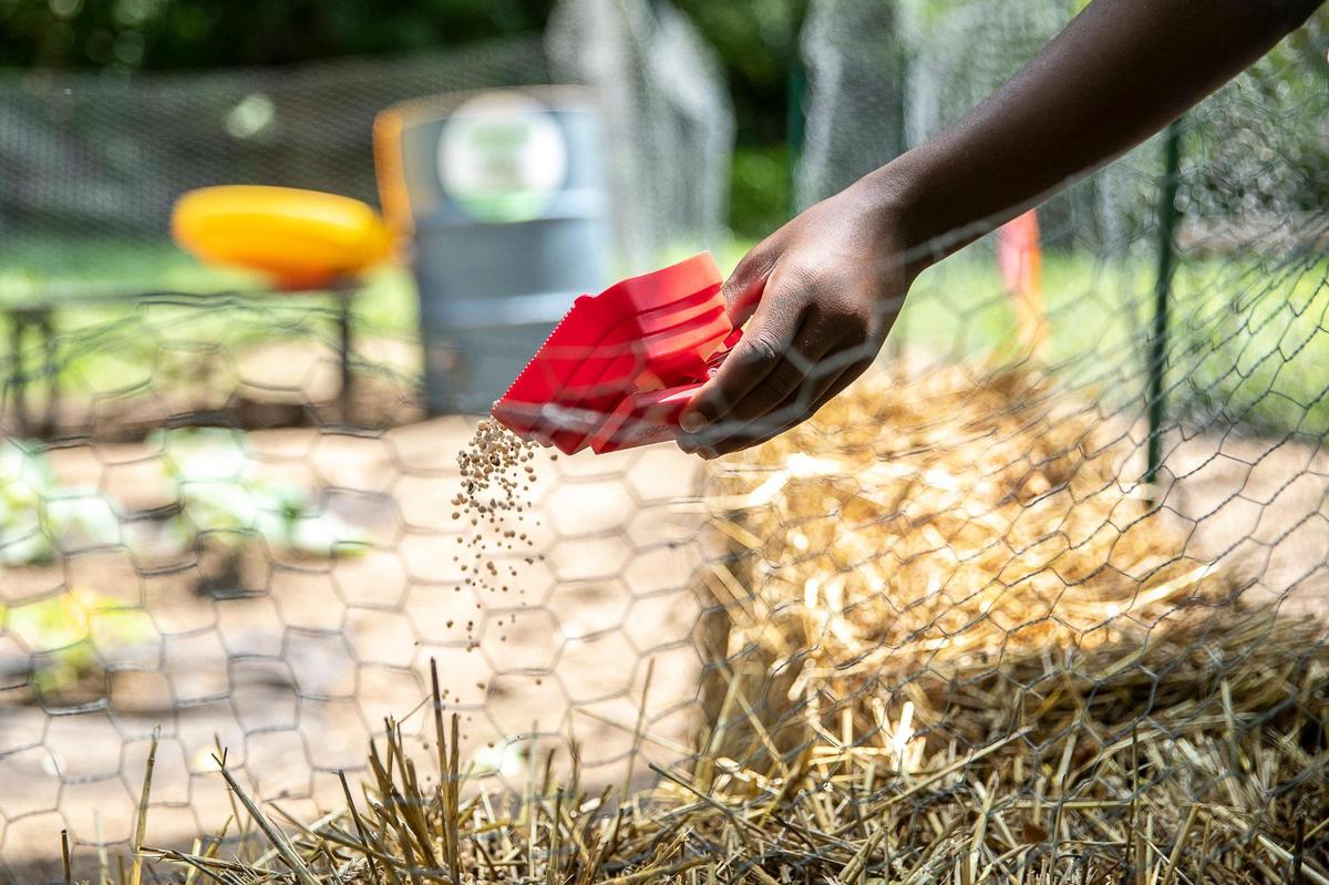 Jacory Curtis adds fertilizer to straw bales he will use to grow vegetables for the Grow Hard Garden Challenge June 24 at his gardening plot at GreeneLanding. Curtis said he’s “learning a lot, like how to grow your own food,” if one day things get too expensive at the supermarket.