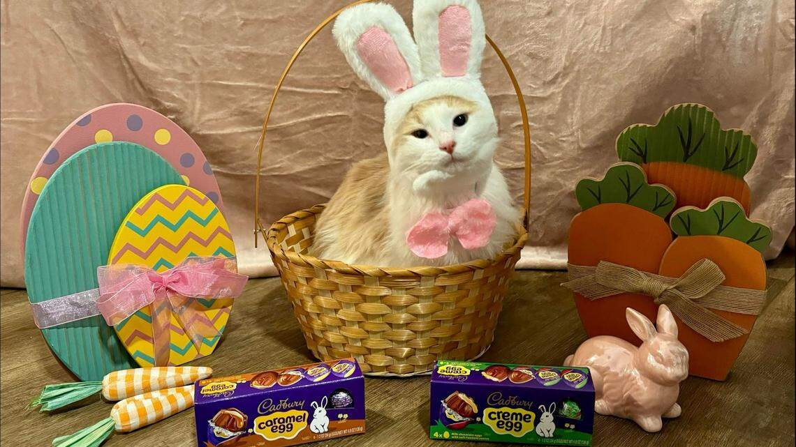 Mia, a 1-year-old cat from Nicholasville, is one of the 32 semi-finalists across the country to be featured in the Cadbury Bunny Contest