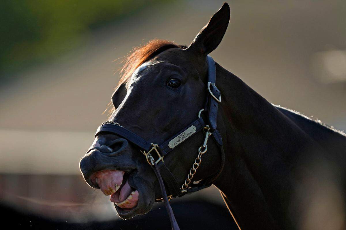 Morning-line favorite Forte waits to get a bath after a workout at Churchill Downs. The race-time favorite historically wins the Kentucky Derby one-third of the time.