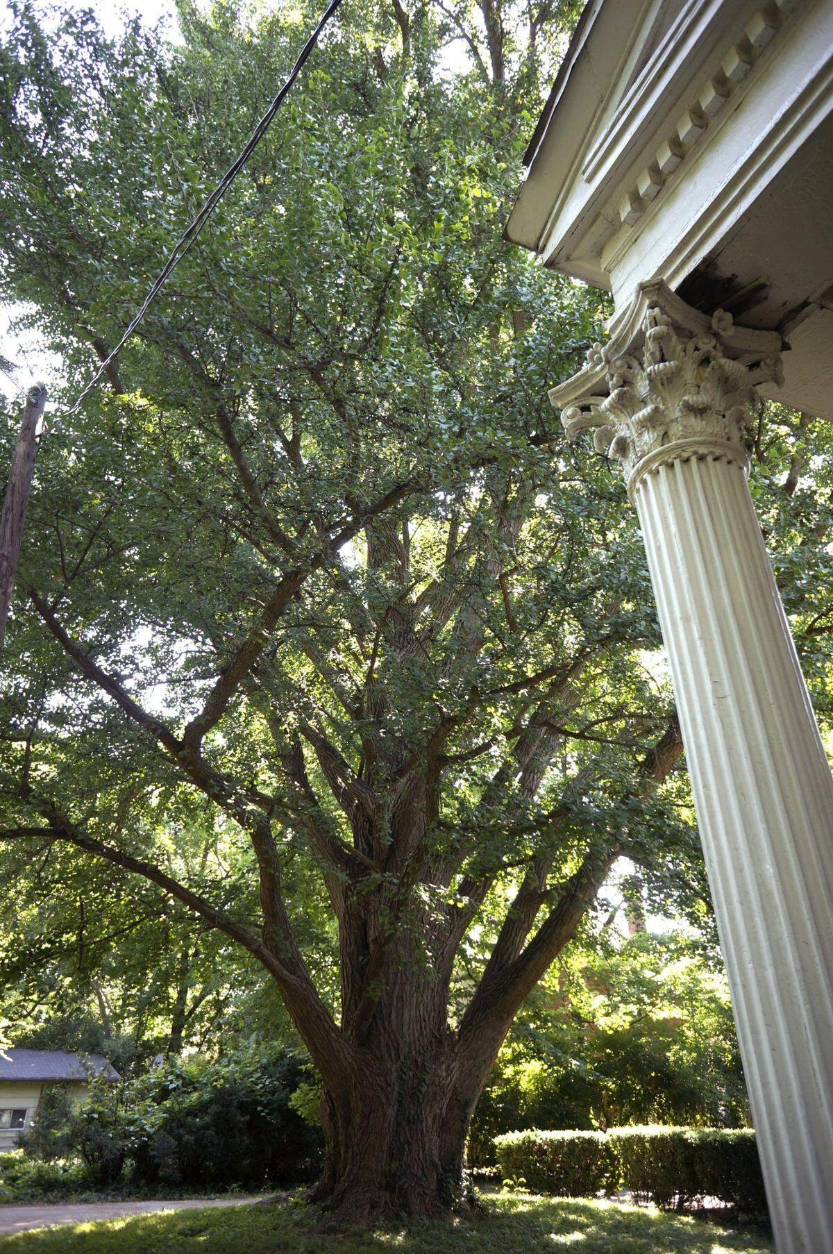 Ginkgo tree shown on Thursday, May 31, 2012 at the historic home called Botherum at 341 Madison Place in Lexington, Ky. Jon Carloftis and partner Dale Fisher bought historic Botherum on Madison Place in 2012 turned it into a showplace. The large ginko tree was a gift to the home’s original owner from Henry Clay.