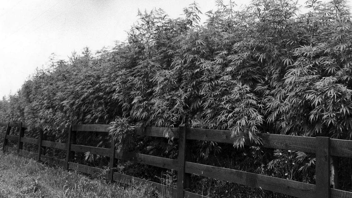 In 1942, fields of hemp could be found in Fayette County.