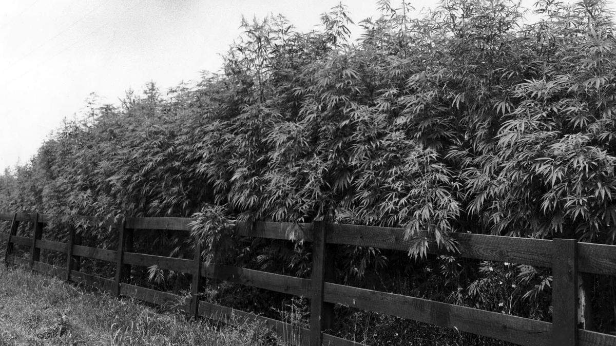 In 1942, fields of hemp could be found in Fayette County.