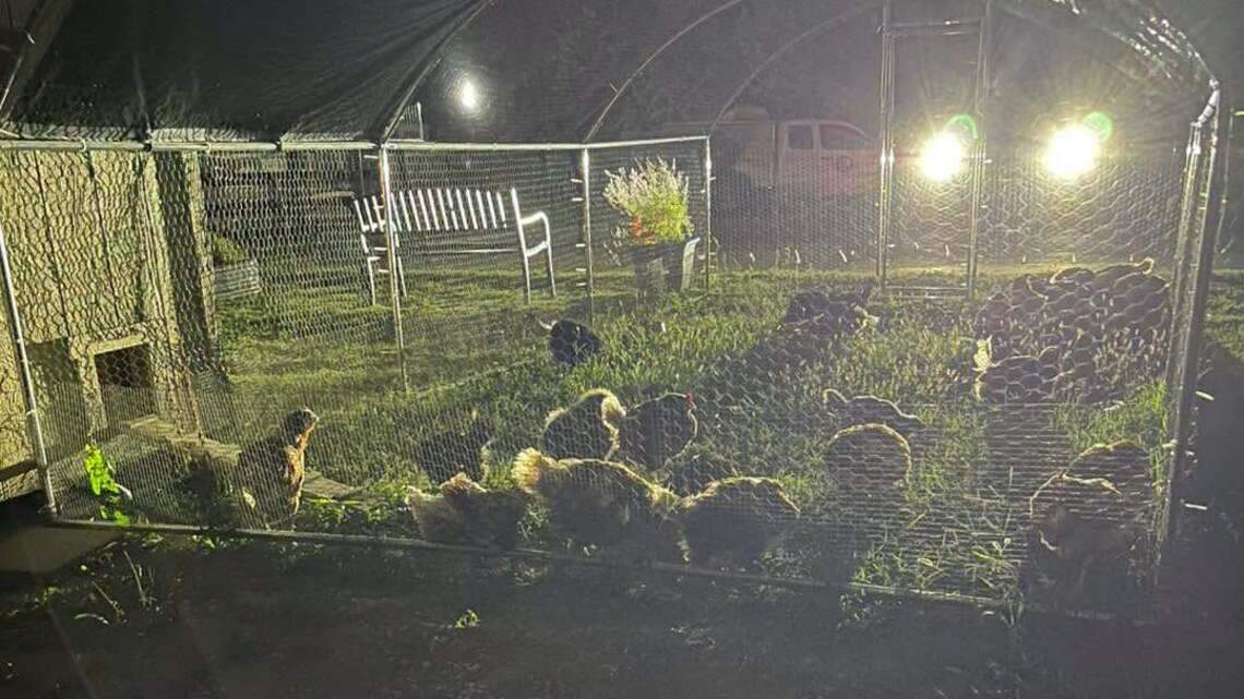 Lexington animal control seizes more than 70 animals living in unsanitary conditions