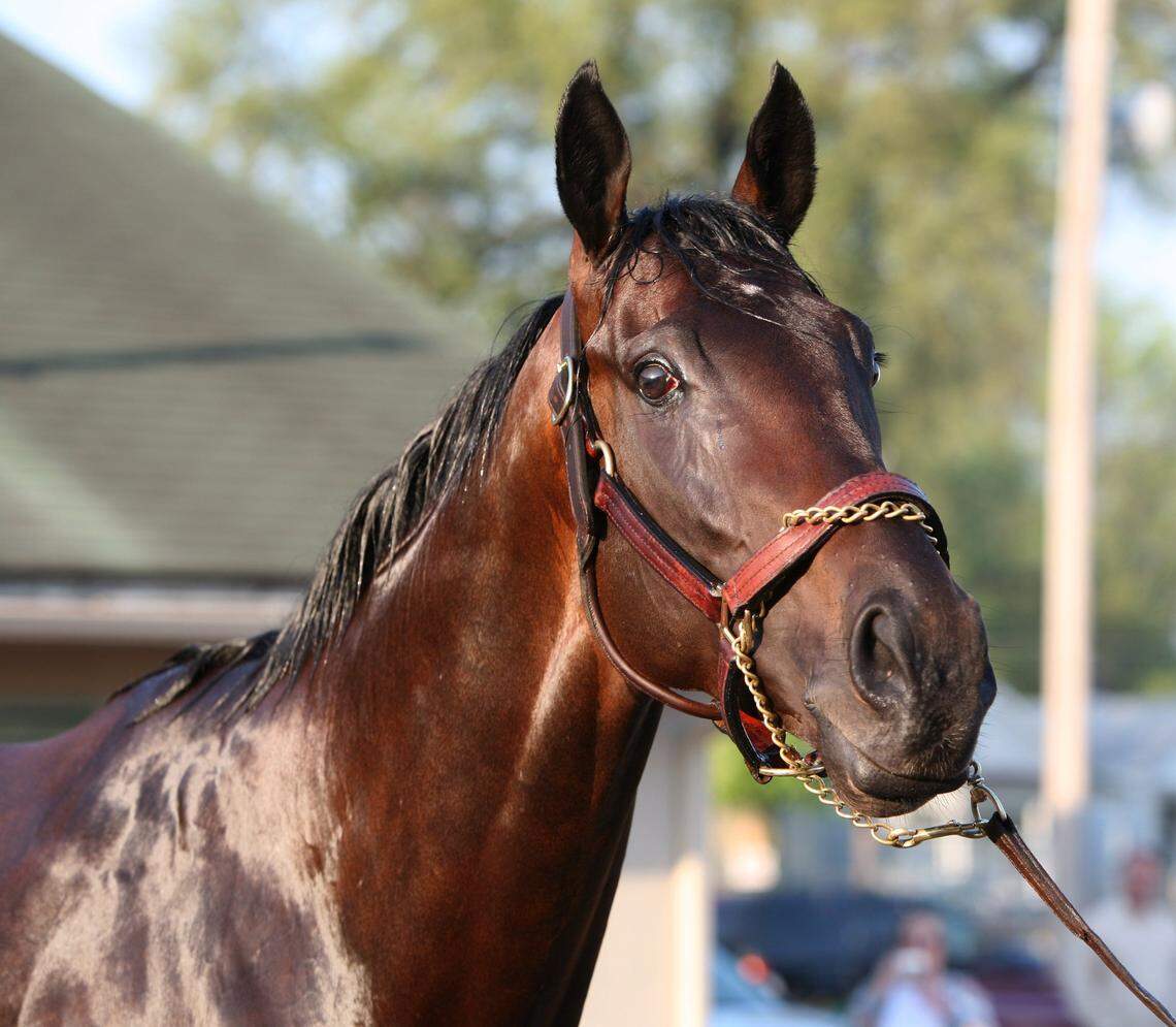 Street Sense received a bath in the backside barn area at Churchill Downs on May 6, 2007, after winning the 133rd running of the Kentucky Derby.