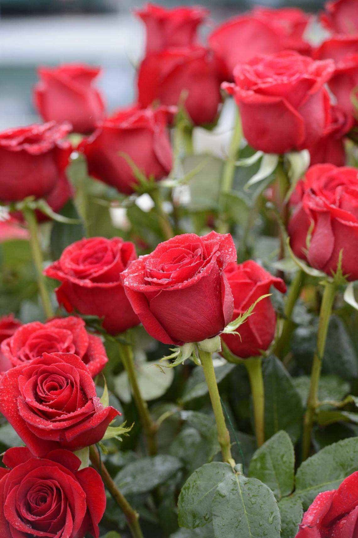 The Kentucky Derby, known as the Run for the Roses, will be raced for the 149th time on Saturday night in Louisville.