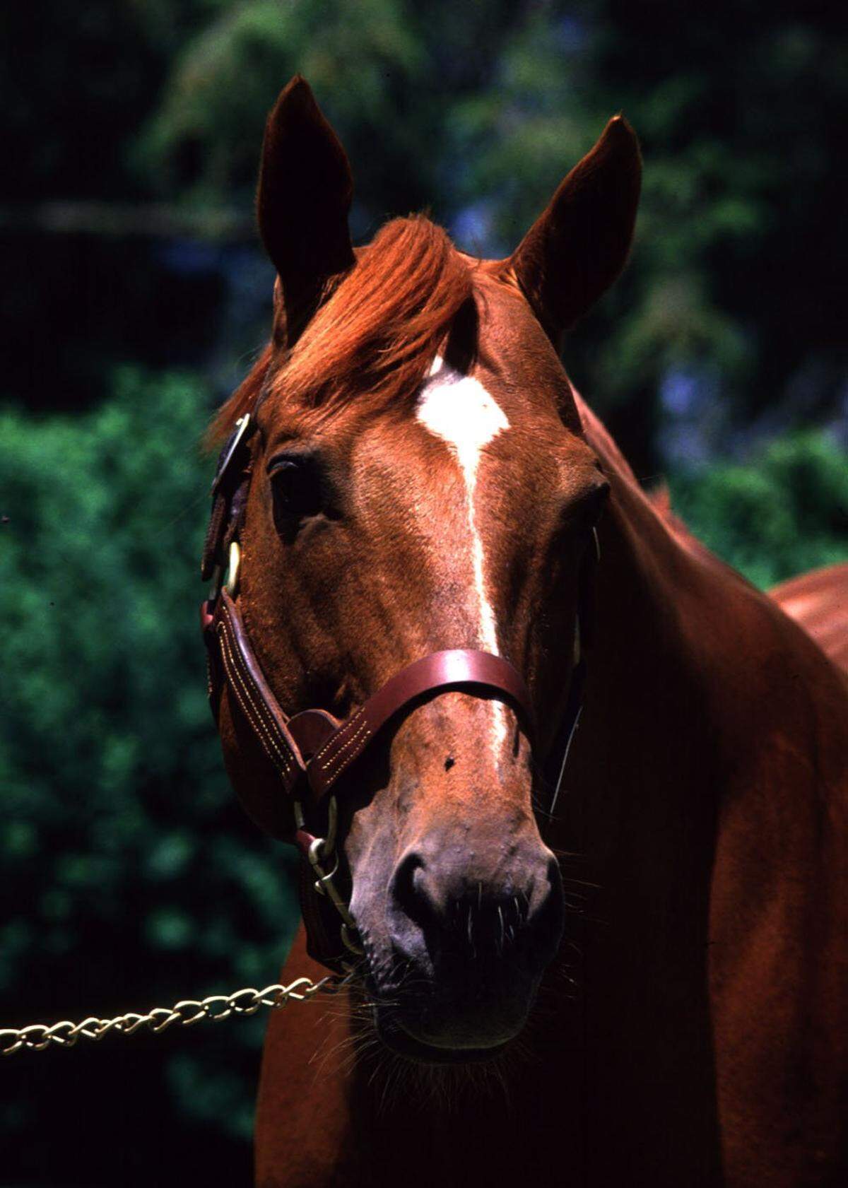 Secretariat, also known as “Big Red,” died on Oct. 4, 1989, at the age of 19, but the legendary champion’s records have long outlived him.