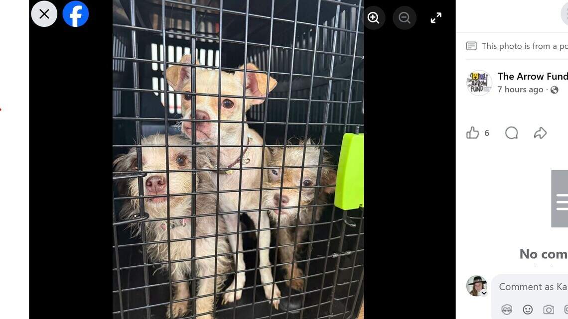 Rescue groups ask for donations after more than 80 dogs and cats found at KY home