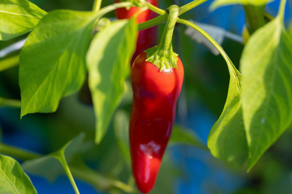 A Hatch red chile pepper grows in Matt Sigler’s backyard Lexington greenhouse Sept. 9. Sigler started growing only some of the most extreme hot peppers but now also grows milder ones for his sauces.