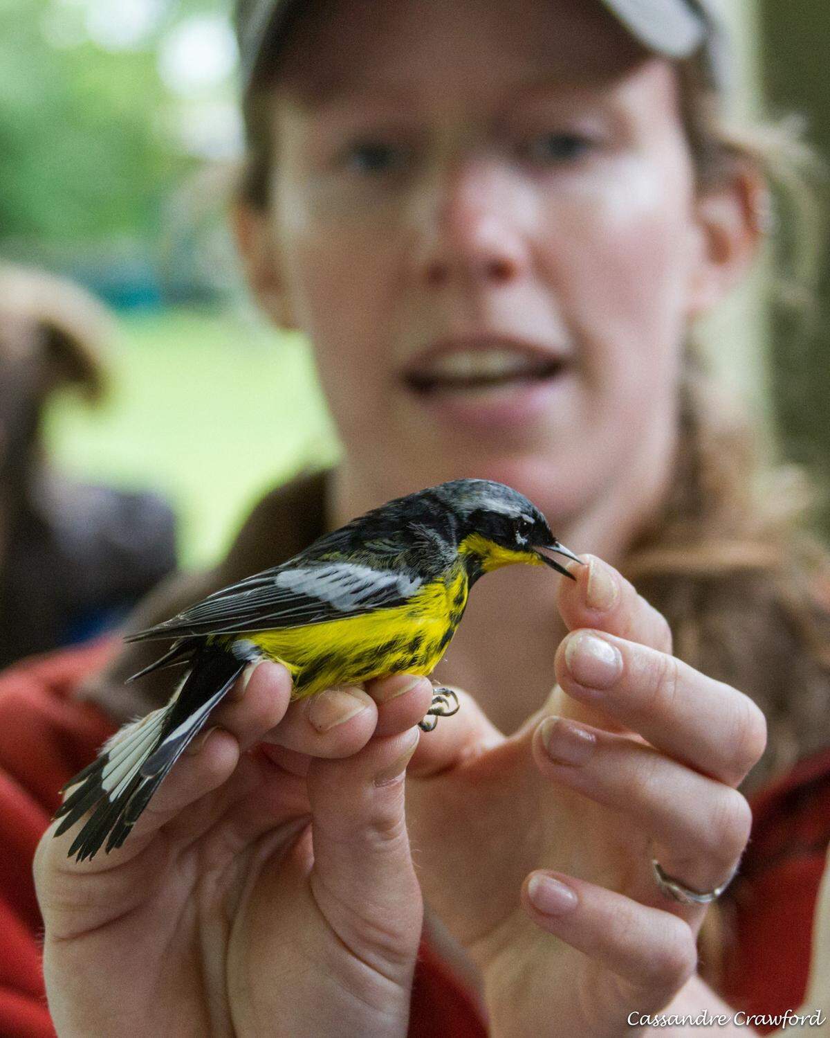 Kate Heyden, with the Kentucky Department of Fish and Wildlife, showed visitors a magnolia warbler at the inaugural Bluegrass Birding Festival, in May 2014 at Jacobson Park. The magnolia warbler is not found at feeders but does appreciate native trees.