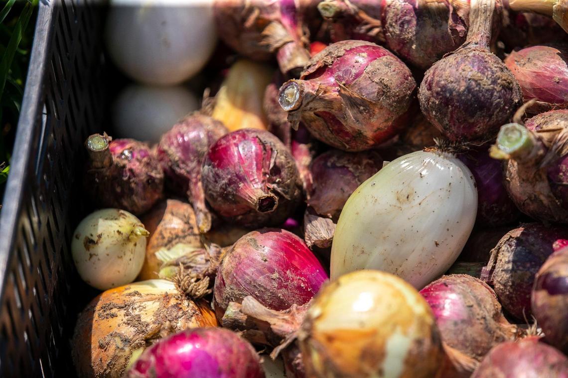 Onions are harvested at Valley Spirit Farm in Henry County. The field is next to land that Bacardi wants to develop for Angel’s Envy.