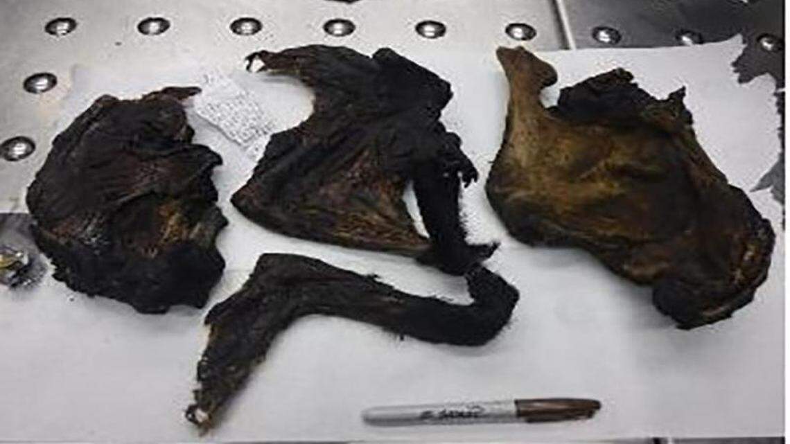 U.S. Customes and Border Patrol has identified a trend of passengers returning from Africa declaring “bushmeat” as “fish.” The product is considered illegal and dangerous.