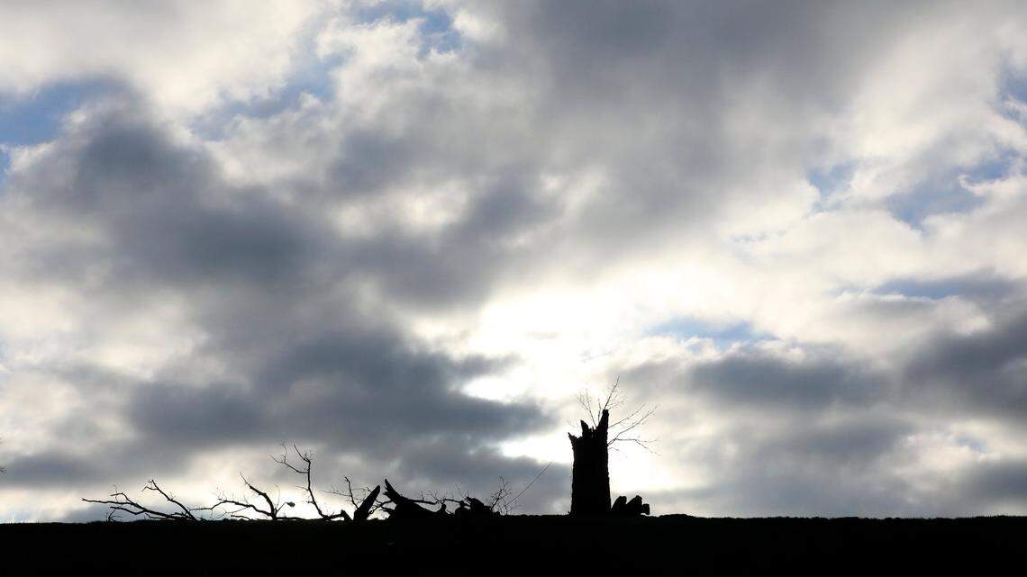 A 300-year-old bur oak tree near the corner of Harrodsburg Road and Military Pike sat the morning of Saturday, March 4, 2023 after being blown over by a strong wind storm the night before that knocked out power to much of Lexington. The tree had been protected from multiple attempts at development nearby.