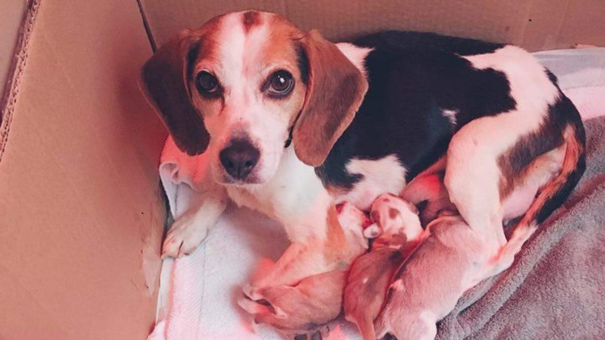 Dixie Rose, a beagle rescued from a dump in Floyd County, gave birth Monday night. Her three surviving puppies are doing well.
