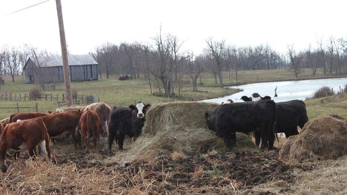 Kentucky is a big producer of beef cattle, but most of the profits never reach Kentucky farmers. File photo