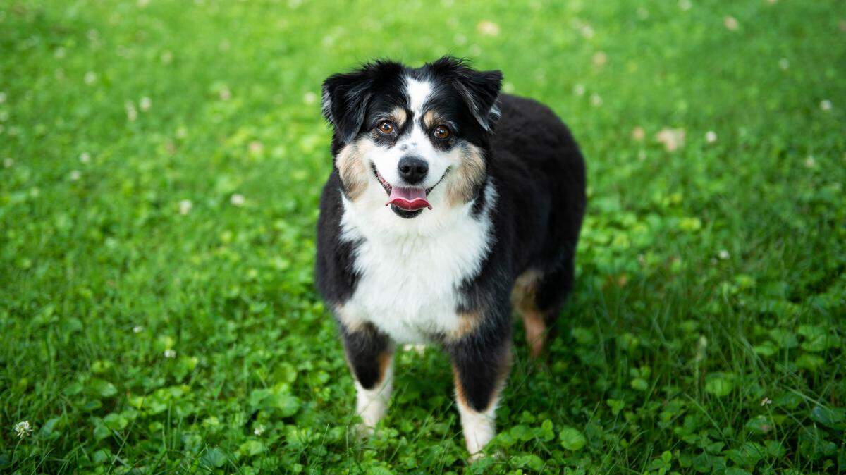 Callie, a toy Australian shepherd who lives in Lexington, was chosen from thousands of entries as one of 10 winners in the Early Times All-American Dogs contest. Callie is featured on a billboard and in a calendar.