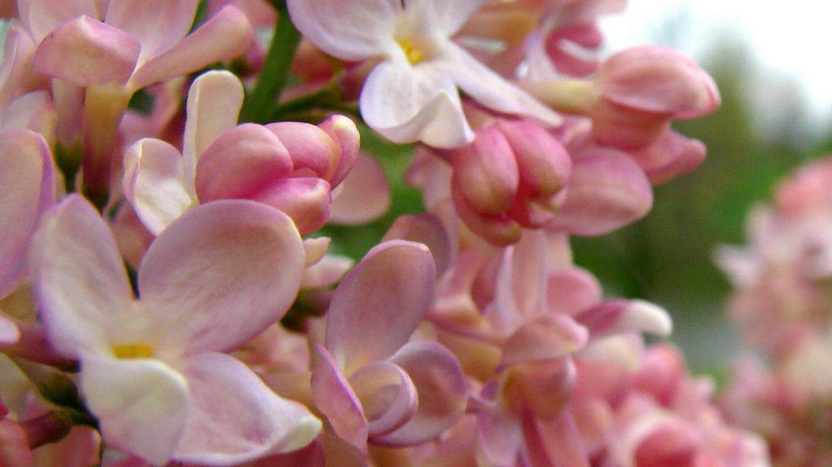 Three lilac bushes — pink, lavender and white — bloom beside an ice house on the Burns property.