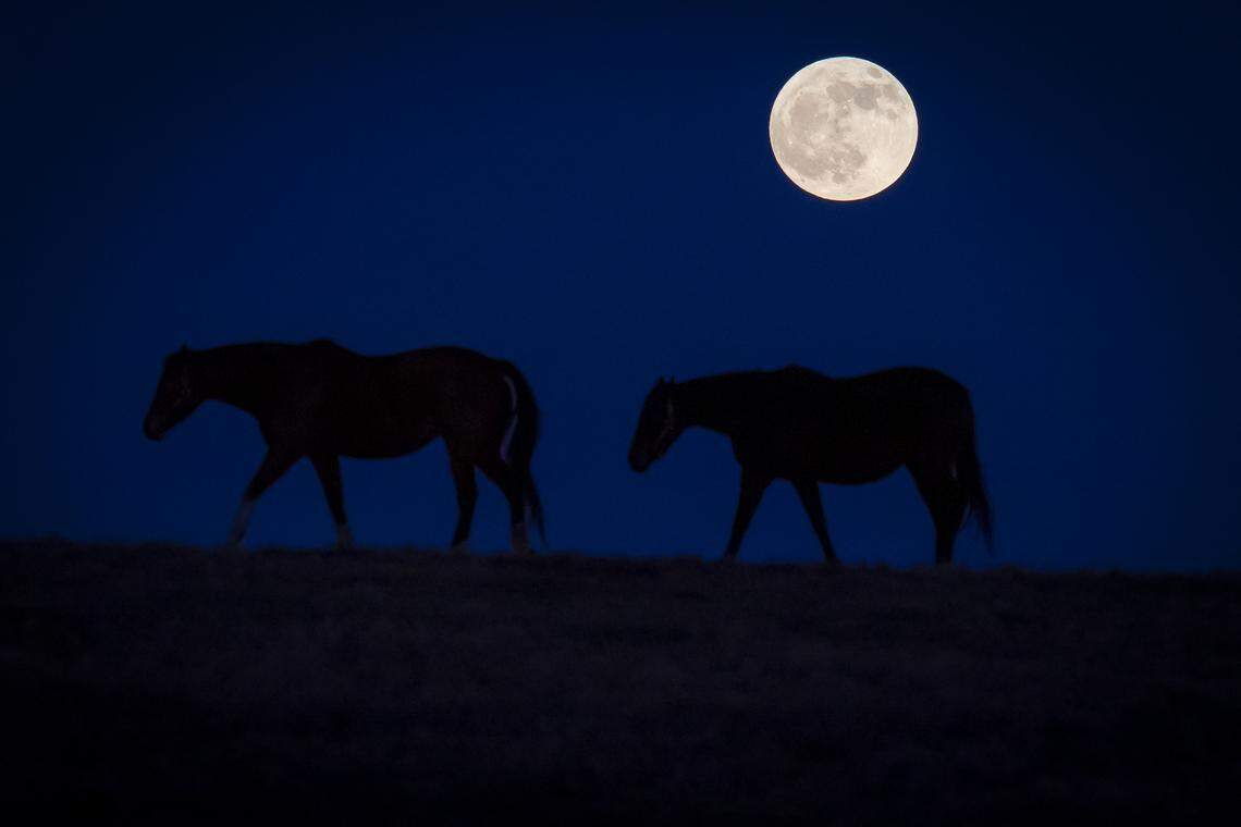 A pair of Horses walk under the Cold Moon which will be the last full moon of the decade at KatieRich Farms in Lexington, Ky., Wednesday, Dec. 11, 2019.