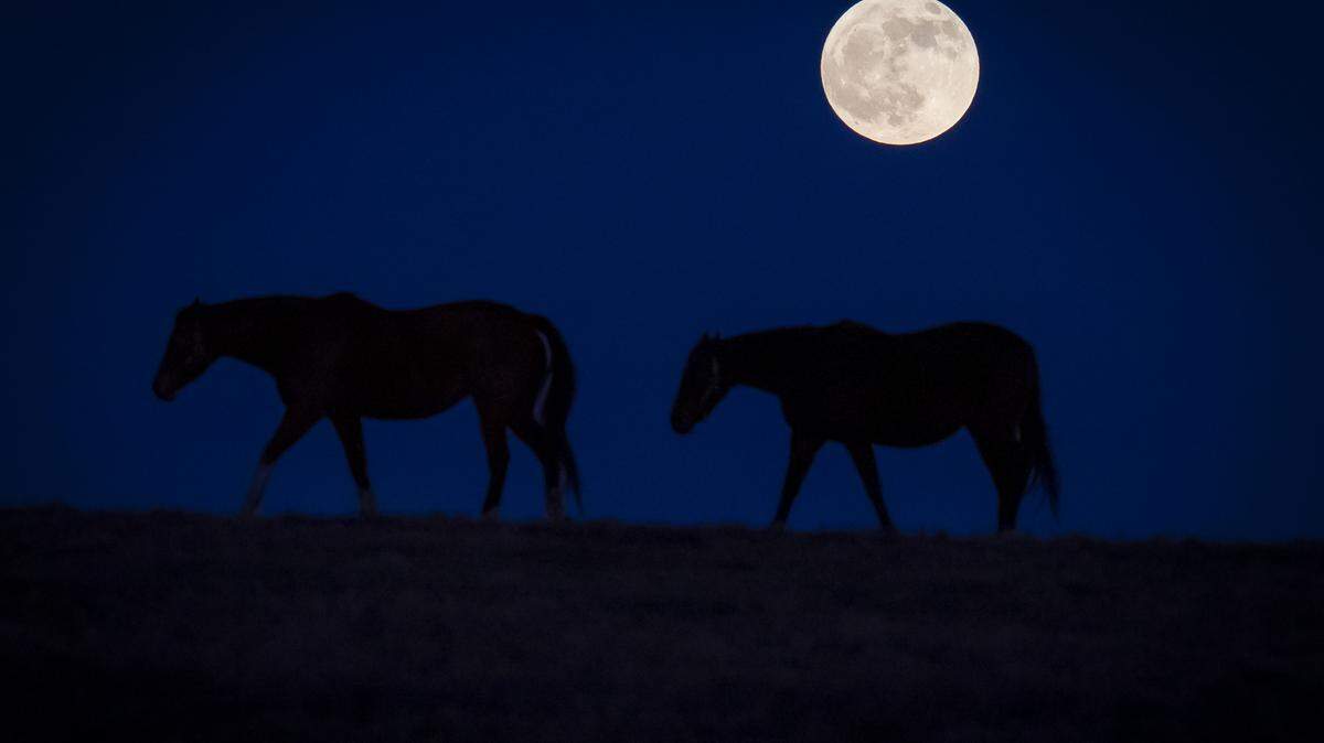 A pair of horses walk under the cold moon at KatieRich Farms in Lexington, Ky., Dec. 11, 2019. Here’s when you can see the last full moon of 2023.