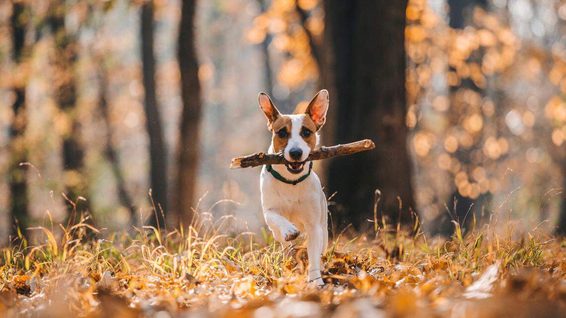 Dog get bitten by a snake? Here’s what to do, next steps if the vet isn’t nearby