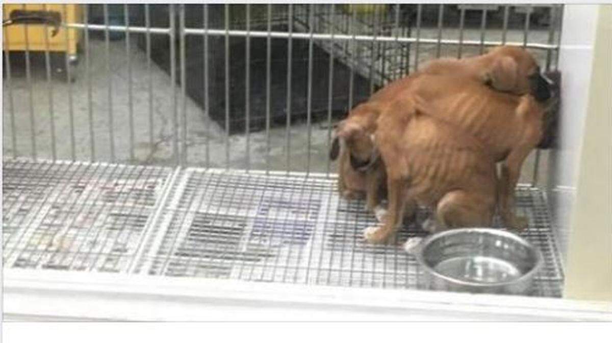 People on social media have claimed these Boxers are being abused and neglected.