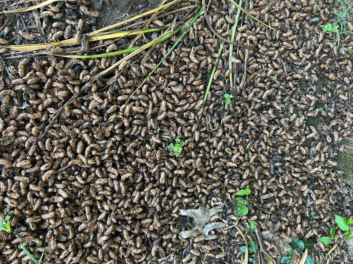 Abandoned cicada exoskeletons blanket the ground near the Hartland neighborhood in Lexington.