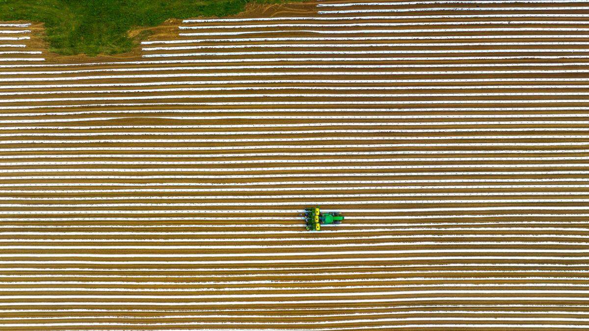 Workers set hemp clones at a farm in Owen County, Ky., on Thursday, June 22, 2023. Kentucky had 69,425 farms in 2022, down from 75,966 in 2017 and 86,541 in the 2002 census.