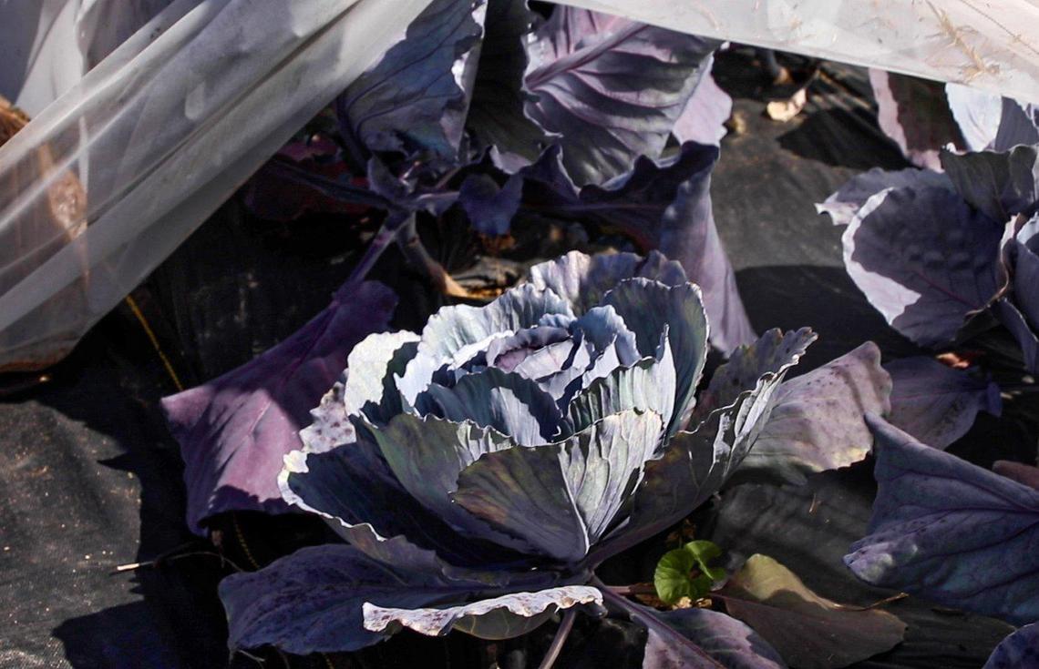 Coleman Crest Farm’s crop of red and white cabbage begins to flourish on June 23. The cabbage is housed in a mesh netting and Jim Coleman says it keeps the white butterflies that like to eat the vegetable away without using any pesticides.