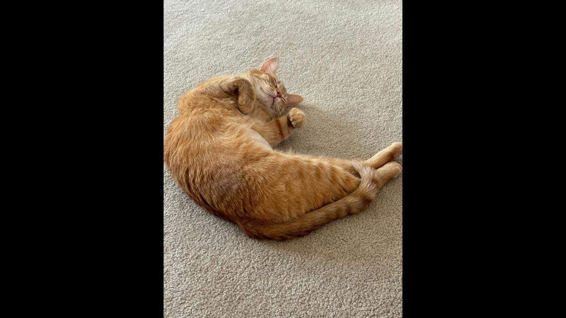 Millie is one of four semi-finalists competing in a Herald-Leader reader poll aimed at crowning Kentucky's cutest cat.