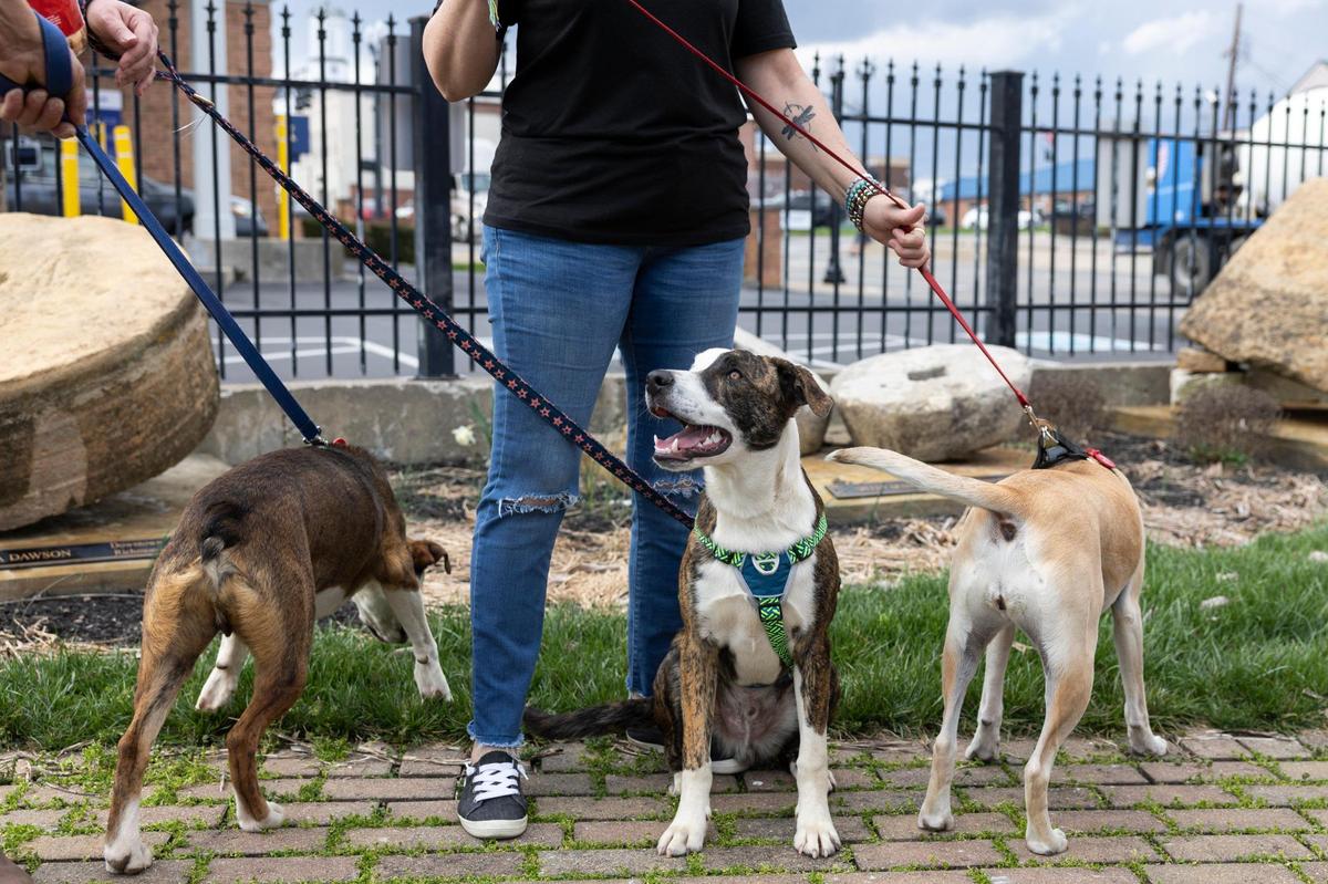 Bossy (right) alongside her puppies, Spero and Isaiah, are part of the Fostering for Recovery program in Madison County, Kentucky.