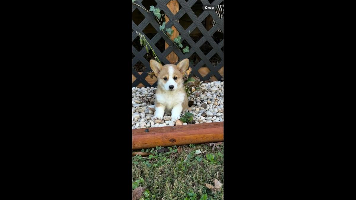 Lilly, one of several dogs competing in a Herald-Leader contest to crown the cutest dog in Kentucky.