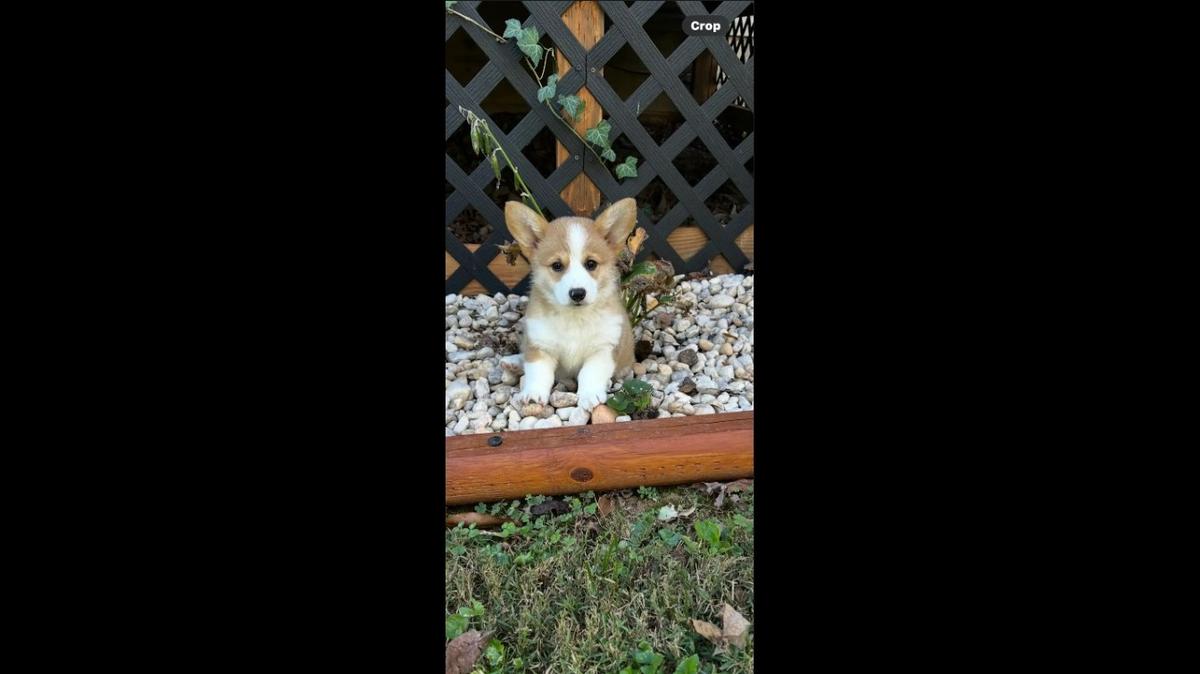 Lilly, one of several dogs competing in a Herald-Leader contest to crown the cutest dog in Kentucky.
