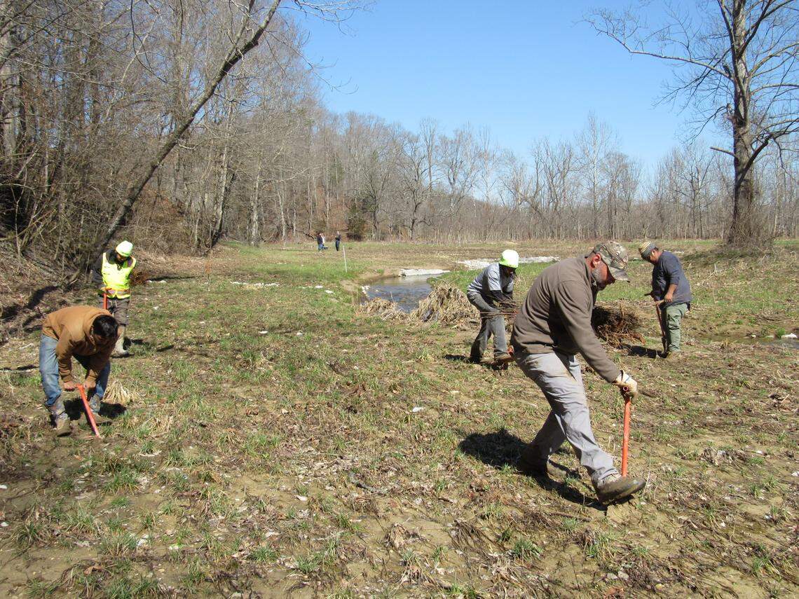 Adam Jackson, in front at right, and workers from his company, Corridor Land Services in Lexington, Kentucky, planted trees on Feb. 28, 2022 beside a stream in Pulaski County as part of a project to restore the original path of the stream and improve water quality and biodiversity.