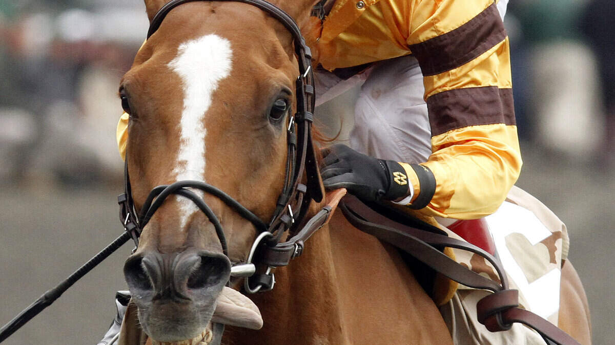 Wise Dan, owned by Morton Fink and trained by Charlie Lopresti, is a Horse of the Year favorite.