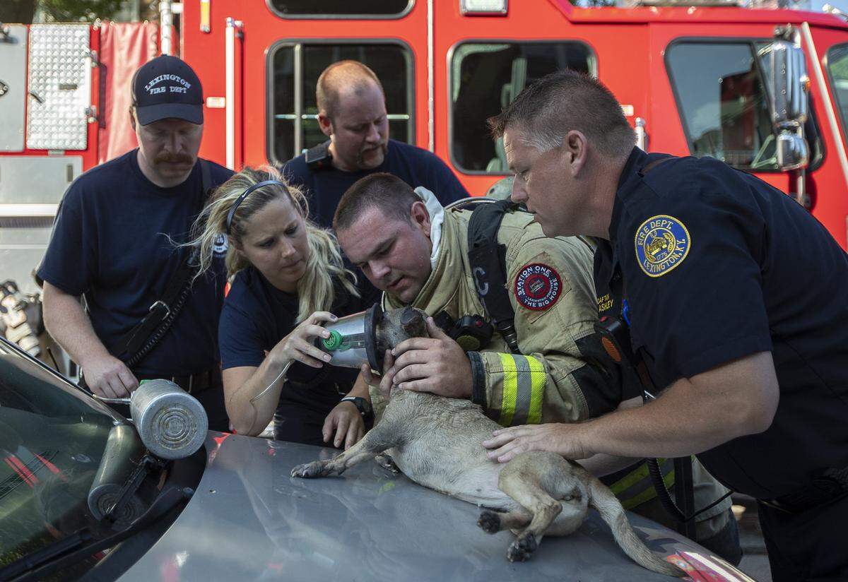 First responders from the Lexington Fire Department revive Bella, a 4-year old chihuahua-Jack Russell Terrier mix who was caught on the third floor of a structure fire at Lyndhurst Place in Lexington, Ky., Tuesday, July 9, 2019.
