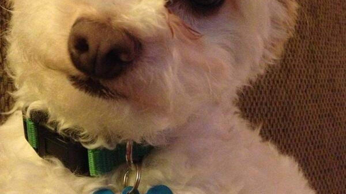 John Wall the dog made a woman's business calls that much easier, in North Carolina.  