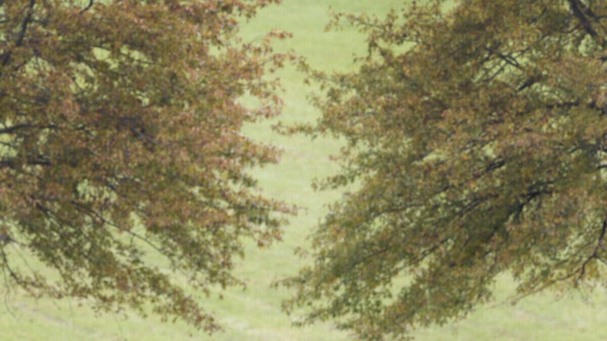 Mares grazed peacefully in the fields at the Saxony Farm in Midway. Consider stopping for a bite at the Holly Hill Inn during a scenic drive past nearby horse farms.